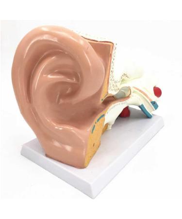 5X Enlargement Human Ear Anatomy Model - Ear Joint Simulation Model Professional PVC Outer Middle Inner Ear Model with Base for Medical Demonstration A - Buy Online on GoSupps.com