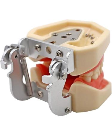 Ernzi Dental Training Model for Demonstration - Adult Teeth with Removable Screwdrivers | International Shipping Available - Buy Online on GoSupps.com