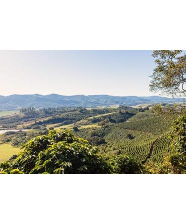 West End Coffee Roasters Brazil Fazenda Santa Lucia Top Grade Single Origin Medium Roast Whole Bean (12oz/340.2g x 3) Brazil Fazenda Santa Lucia - med roast 113.33 g (Pack of 3) - Buy Online on GoSupps.com