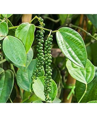 Black Pepper Corn from SRI Lanka/Whole Black Pepper Corn Cooking Asian Herbs and Spices 500g 500.0 grams - Buy Online on GoSupps.com