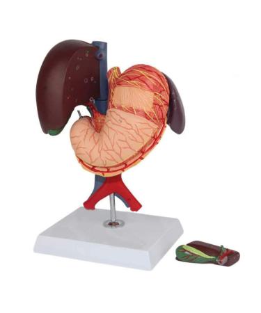 6 Parts Liver Gallbladder Pancreas Spleen Stomach Pancreas Gallbladder Human Life Size Liver Pancreas and Duodenum Simulation Model Anatomy Type