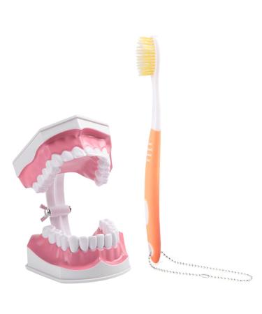 Buy Adult Dental Teeth Model | High-Quality Removable Teaching Model & Toothbrush for Effective Oral Care Education - Buy Online on GoSupps.com