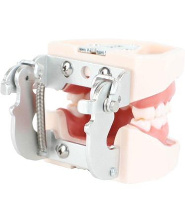 Wudaizhi Dental Model with Removable Teeth - Perfect for Teaching & Practice | International Shipping Available - Buy Online on GoSupps.com