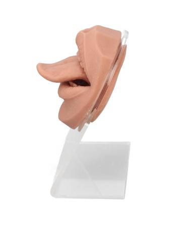 Soft Silicone Tongue Model with Acrylic Stand | Life-like Mouth Model for Jewelry & Piercing Practice | Ideal for Nursing Training - Meat Blonde - Buy Online on GoSupps.com
