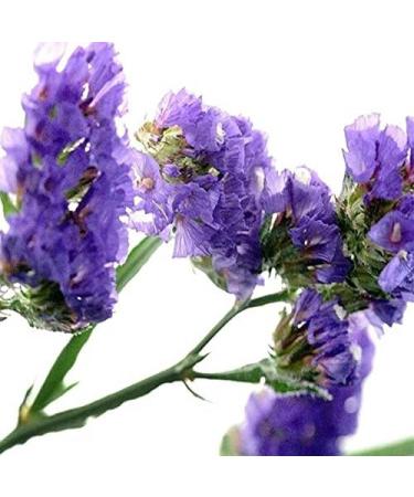 LWXLJMJZC Forget-Me-Not Flower/Don't Forget Me Flower Tea Dried Natural Myosotis Sylvatica Herbal Tea 1.41oz/40g 40g Forget-me-not Flowers Tea - Buy Online on GoSupps.com