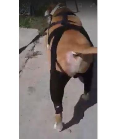 Walkabout knee brace for acl Injuries/Instability (XXSmall Right 4.5"-5.5") - Buy Online on GoSupps.com