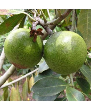 Holyflavours Organic Lucuma Powder 1 Kg - Natural Superfood for Health & Wellness - Buy Online on GoSupps.com