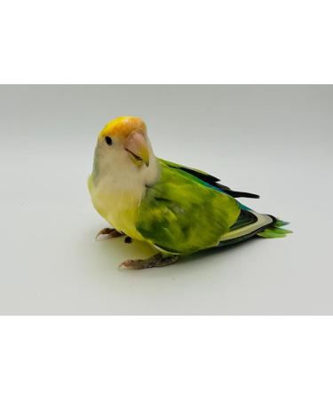 Avian DNA Sexing Kit Including ID Card for Parrots - Macaws Cockatoos African Grey Lovebirds Cockatiels and 300 More. Avian DNA Bird Sexing Sample Kit. Every Test Comes with A Free ID Card! - Buy Online on GoSupps.com