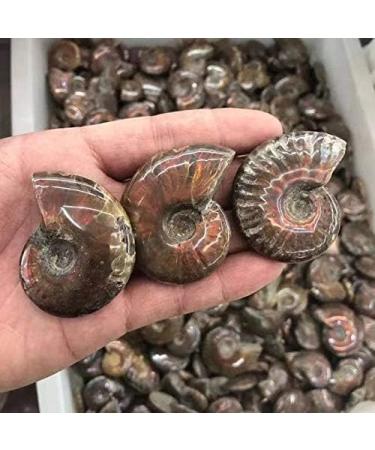 Natural Crystals Stone Ammonite Colorful 1pc Ornaments Chakra Reiki Balancing - Buy Online on GoSupps.com
