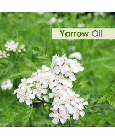 Yarrow Essential Oil - Pure & Natural Undiluted Therapeutic Grade Aromatherapy Oil (0.5 Fl Oz) - Premium Quality Achillea millefolium for International Shipping - Buy Online on GoSupps.com