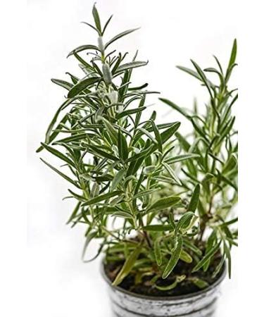 Fragrant Moments Whirlpool Fragrance Rosemary 500ml - Refreshing Aromatherapy for Every Space | Shop Internationally - Buy Online on GoSupps.com