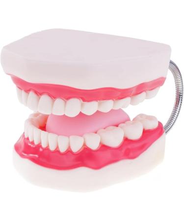 6x Magnification Dental Care Model - Mouth Teeth & Tongue with Toothbrush | Enhance Dental Education & Hygiene - Buy Online on GoSupps.com