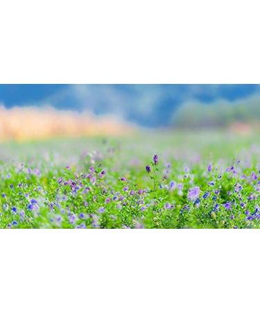 Indigo Herbs Organic Alfalfa Leaf Powder 500g - Pure and Nutrient-Rich Superfood - Buy Online on GoSupps.com