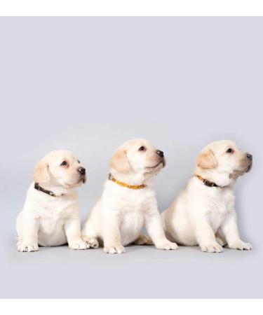 Amber Necklace for Dogs & Cats | Natural Tick & Flea Protection by Baltic Secret - Buy Online on GoSupps.com