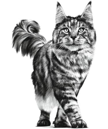 ROYAL CANIN Early Renal Feline - 3.5kg - Buy Online on GoSupps.com