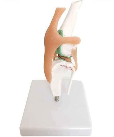 Knee Joint Model for Dogs/Dogs with Strap Animal Joint Skeleton Anatomical for Veterinary Lessons