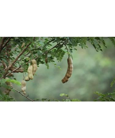 P te de tamarin sans p pins 454 g - Bloc de fruits de tamarin compact 100 % naturel - Buy Online on GoSupps.com