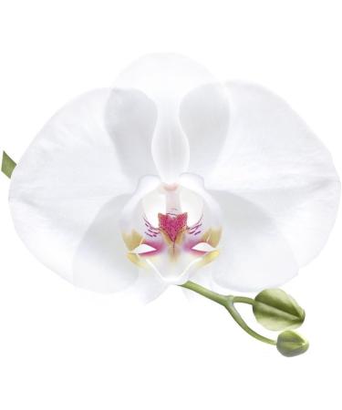 Guhl Ikebana Guhl Blond Fascination Shampoo 2pack 2 x 250 ml with white orchid shine for a natural or colored blonde - Buy Online on GoSupps.com