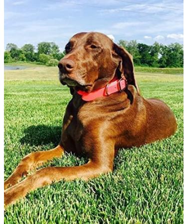 Regal Dog Products Waterproof Halfband Collar for Small Medium & Large Dogs - Pink - Perfect for Puppies & Adult Dogs - Buy Online on GoSupps.com