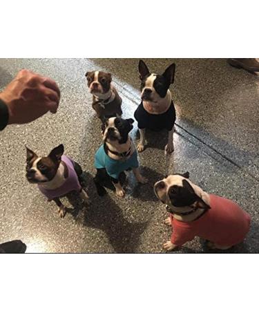 Lovelonglong Bulldog Clothes 100% Cotton Blank T-Shirt for French, English Bulldogs, American Pit Bulls, Pugs - Skin Care Black B-XL (for Bulldog -50lbs) - Buy Online on GoSupps.com