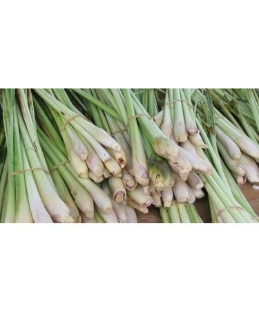 dried lemongrass for tea 50g - Buy Online on GoSupps.com