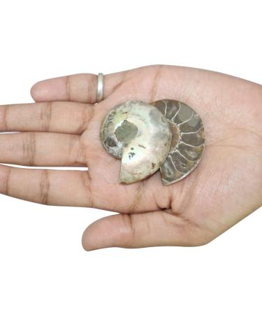Third Eye Crystals Ammonite Fossil Carved Gemstone - Natural Crystal Stone for Home Decoration & Aquarium - Decorative Sculpture & Gift - Buy Online on GoSupps.com