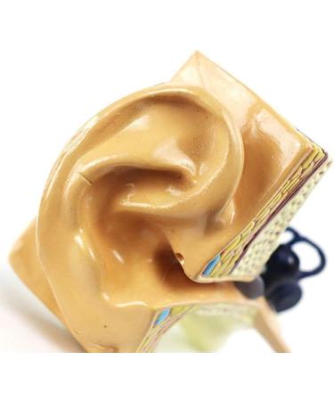 Ear Anatomical Model - Magnification 1.5X Inner Ear Ear System Structure Model Training Model for Medical Medical Practice - Buy Online on GoSupps.com