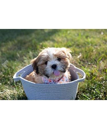 Unique Style Paws Washable Cotton Dog Neck Triangle - Pink Flower for Small & Large Dogs & Cats (1 Pack) - Buy Online on GoSupps.com