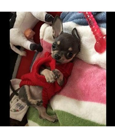 Chihuahua Clothes Puppy Dog Coat Knit Jumper Cosy Teacup Smaller Breeds XXXS Tiny Toy Miniature Dogs (XXXS RED) 3XS (Pack of 1) - RED - Buy Online on GoSupps.com