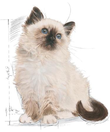 Royal Canin Kitten Dry Cat Food 2kg 2 kg (Pack of 1) - Buy Online on GoSupps.com