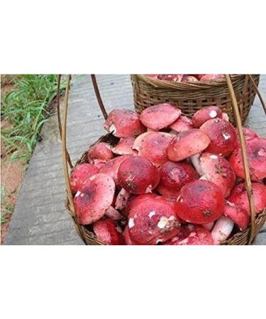 WENXUANSU:1 Pound (454 grams) Red Mushroom Dried Russula from Yunnan China - Buy Online on GoSupps.com