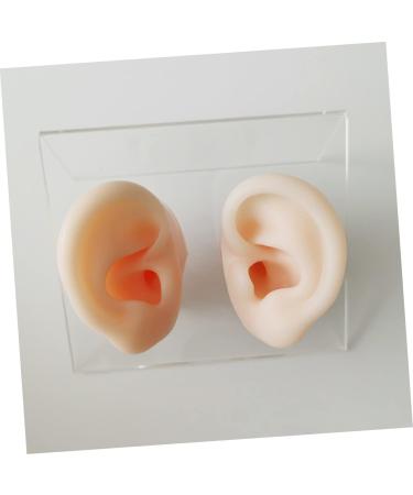 Healifty 1 Pair Fake Ear | Simulated Ear Model for Practice | Ear Cleaning and Acupoint Learning Tool - Buy Online on GoSupps.com