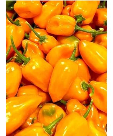 Weymouth 51 Orange Habanero Hot Sauce 220ml - Taste of Caribbean | Exotic Tropical Flavors | Fruity & Vibrant - Buy Online on GoSupps.com