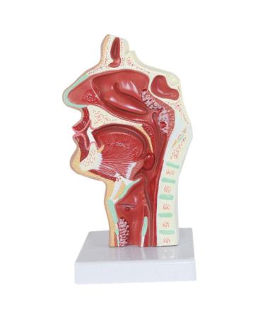 Nasal Pathology Model Human Nasopharyngeal Throat Disease Model Esophagus and Respiratory Tract Demonstration Section