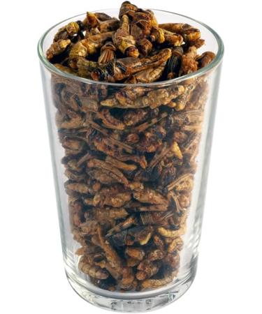 Crunchy Critters Edible Insects Half a pint of Locusts - 40g - Buy Online on GoSupps.com