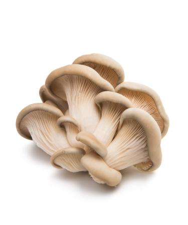Oyster Mushroom 5 kg -/+10%