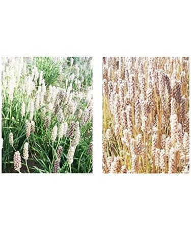 Organic Psyllium - 99% Pure Whole Integuments - 200g - Buy Online on GoSupps.com