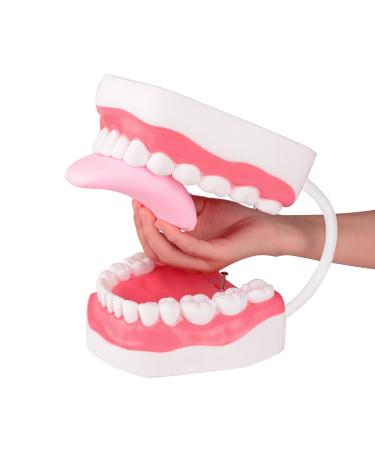 Ultrassist Mouth Model White Hinge for Speech Therapy Ideal Brushing Teaching Dental Teeth Model for Kids and Children 6 Times Enlarge Includes Toothbrush Mouth Model Speech Therapy White Hinge