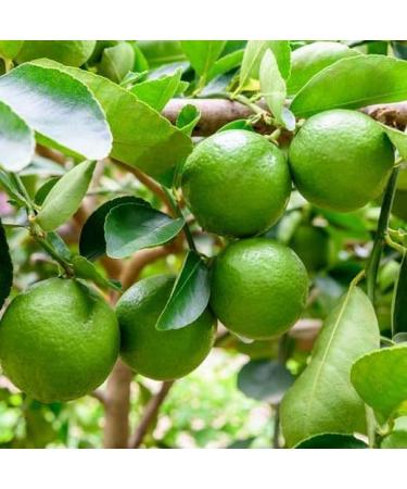 Lime Leaf Tea - Buy Online on GoSupps.com