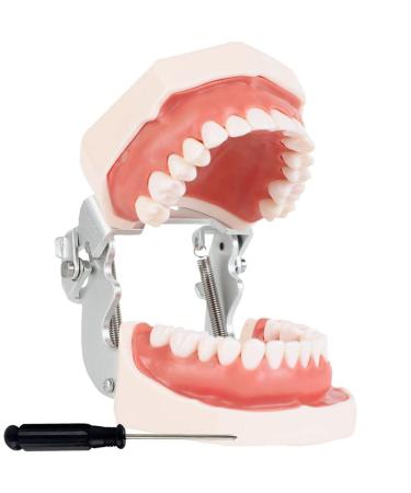 Wudaizhi dental model with dental teeth with fully removable teeth suitable for teaching practicing and studying with a small screwdriver