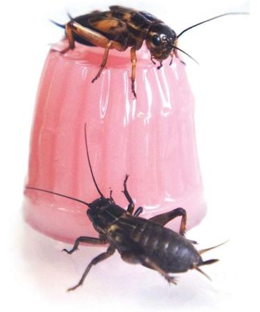 Komodo Calcium Jelly Pots - 8-Piece Insect Feeder Food for Reptiles - Calcium Treat - Buy Online on GoSupps.com
