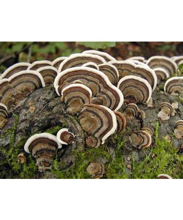 Liquid Fungi Florida Grey Oyster Mushroom Culture Syringe - Spore Free Live Mycelium - Buy Online on GoSupps.com