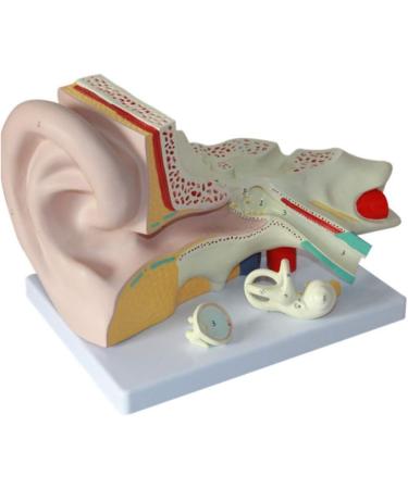 Anatomiemodell of The Human Ear Model Enlarge Detachable Ear Structure Model Interior earlabyrinth Research - Buy Online on GoSupps.com