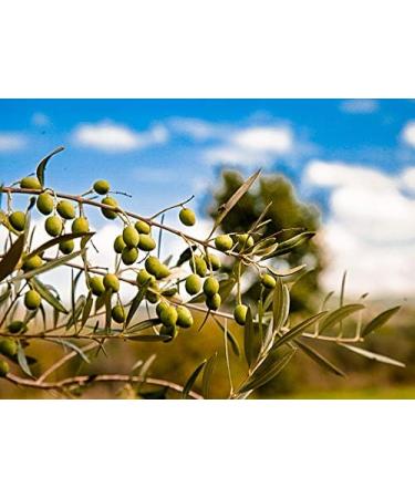  Grani Alimentari ROBUSTO ETRUSCO: SIEGER GOLDMEDAILLE BIOL2020 & 2021: the world's best cold pressed organic olive oil 100% Italian organic olive oil nativ extra medium fruity a stunning oil with a great taste. - Buy Online on GoSupps.com