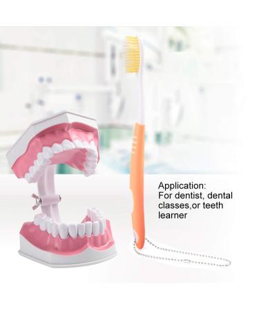 Buy Adult Dental Teeth Model | High-Quality Removable Teaching Model & Toothbrush for Effective Oral Care Education - Buy Online on GoSupps.com