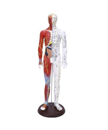 Model Anatomy Professional Medical Acupuncture Male 60cm Super Clear Lettering Half Skin Half Muscle Acupoint Model