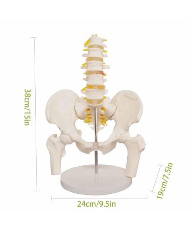 Bendable Lumbar Spine & Pelvic Bone Model - Adult Life Size PVC with Muscle Structures | Medical Organ Model for Anatomy Studies - Buy Online on GoSupps.com