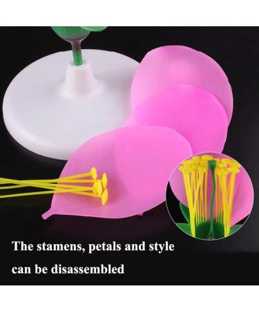 Portable Lifelike Plant Flower Anatomy Model with Display Base - Biology Teaching Aid - Buy Online on GoSupps.com