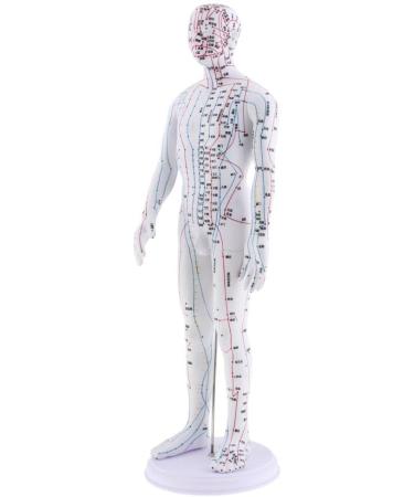 Milageto Human Body Point Model with Rotating Arm as described Male - Buy Online on GoSupps.com