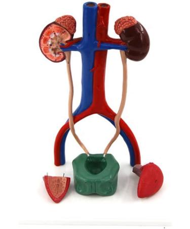 1 to 1 Size Urinary System Model Renal Arteriovenous Bladder-4 Parts- Dissected Structure of Kidney-Internal Structure of Bladder  - Buy Online on GoSupps.com